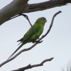 Polytelis swainsonii (Superb Parrot) at Gowrie, ACT - 28 Aug 2021 by RodDeb