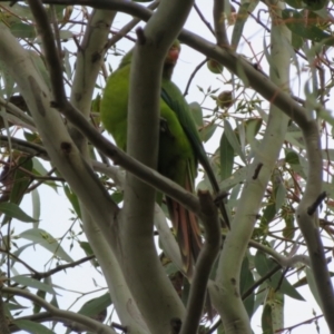 Polytelis swainsonii at Gowrie, ACT - suppressed