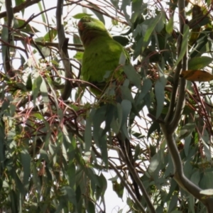 Polytelis swainsonii at Gowrie, ACT - 28 Aug 2021