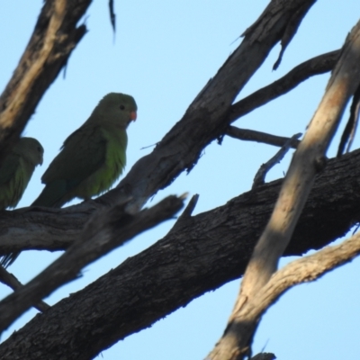 Polytelis swainsonii (Superb Parrot) at Mathoura, NSW - 14 Nov 2020 by Liam.m