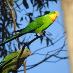 Polytelis swainsonii at Mathoura, NSW - 14 Nov 2020