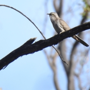 Cacomantis pallidus at Mathoura, NSW - 14 Nov 2020 07:34 AM