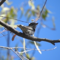 Chrysococcyx lucidus (Shining Bronze-Cuckoo) at Murray Valley National Park - 13 Nov 2020 by Liam.m