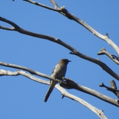 Cacomantis flabelliformis (Fan-tailed Cuckoo) at Mathoura, NSW - 14 Nov 2020 by Liam.m