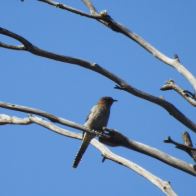 Cacomantis flabelliformis (Fan-tailed Cuckoo) at Murray Valley National Park - 13 Nov 2020 by Liam.m