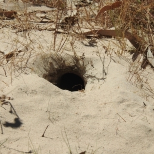 Merops ornatus at Mathoura, NSW - suppressed