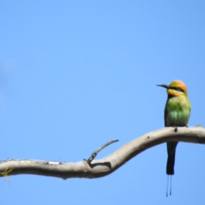 Merops ornatus at Mathoura, NSW - 14 Nov 2020