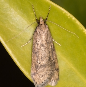 Oecophoridae provisional group 5 at Melba, ACT - 21 Aug 2021 11:13 PM