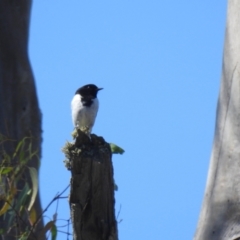 Melanodryas cucullata cucullata (Hooded Robin) at Mathoura, NSW - 14 Nov 2020 by Liam.m