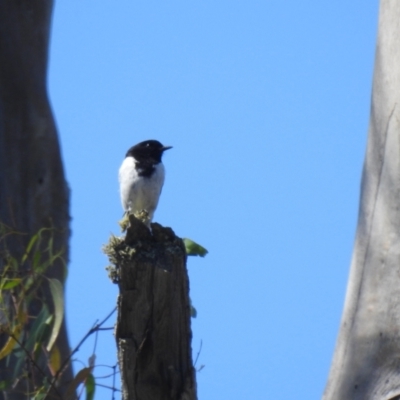 Melanodryas cucullata cucullata (Hooded Robin) at Mathoura, NSW - 13 Nov 2020 by Liam.m
