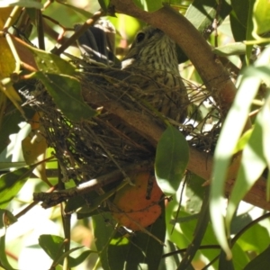 Pachycephala rufiventris at Mathoura, NSW - suppressed