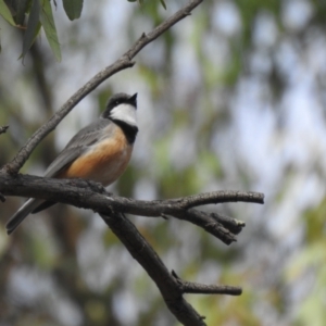 Pachycephala rufiventris at Mathoura, NSW - 14 Nov 2020