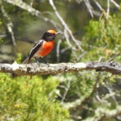Petroica goodenovii (Red-capped Robin) at Murray Valley National Park - 14 Nov 2020 by Liam.m