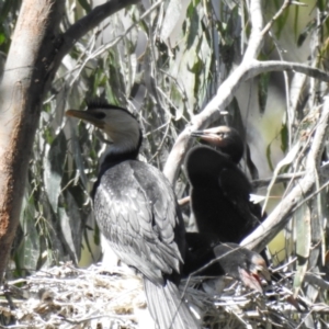 Microcarbo melanoleucos at Deniliquin, NSW - 14 Nov 2020