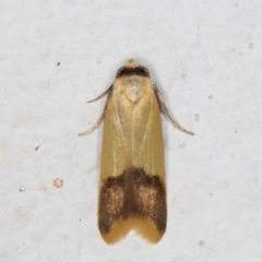 Tachystola thiasotis (A Concealer moth) at Melba, ACT - 22 Aug 2021 by kasiaaus