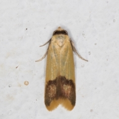 Tachystola thiasotis (A Concealer moth (Chezala group) at Melba, ACT - 22 Aug 2021 by kasiaaus