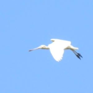 Platalea flavipes at Deniliquin, NSW - 14 Nov 2020