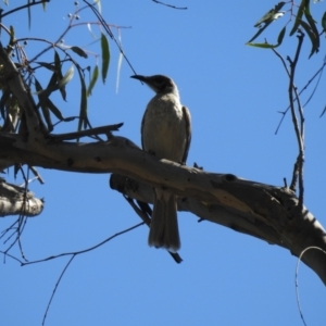 Philemon citreogularis at Deniliquin, NSW - 14 Nov 2020