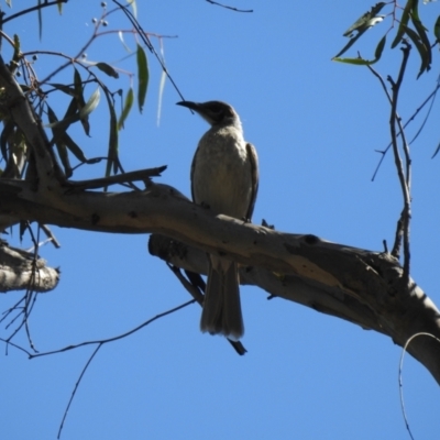 Philemon citreogularis (Little Friarbird) at Deniliquin, NSW - 14 Nov 2020 by Liam.m