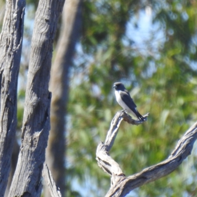 Artamus leucorynchus (White-breasted Woodswallow) at Deniliquin, NSW - 14 Nov 2020 by Liam.m
