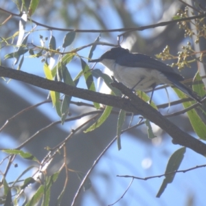 Myiagra inquieta at Deniliquin, NSW - 14 Nov 2020 03:03 PM