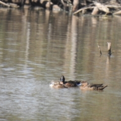 Anas castanea (Chestnut Teal) at Deniliquin, NSW - 14 Nov 2020 by Liam.m