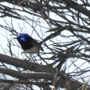 Malurus assimilis at Pretty Pine, NSW - 14 Nov 2020