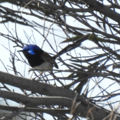 Malurus assimilis (Purple-backed Fairywren) at Pretty Pine, NSW - 14 Nov 2020 by Liam.m