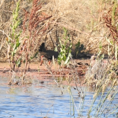 Tribonyx ventralis (Black-tailed Native-hen) at Wanganella, NSW - 14 Nov 2020 by Liam.m