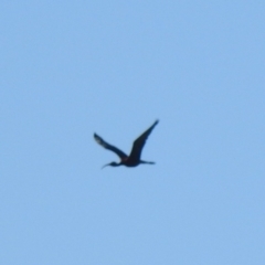 Plegadis falcinellus (Glossy Ibis) at Wanganella, NSW - 14 Nov 2020 by Liam.m