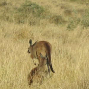 Macropus fuliginosus at Wanganella, NSW - suppressed