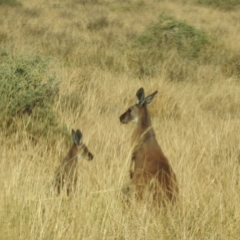 Macropus fuliginosus at Wanganella, NSW - suppressed