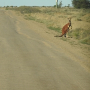 Osphranter rufus at Wanganella, NSW - suppressed