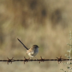 Malurus leucopterus (White-winged Fairywren) at Wanganella, NSW - 14 Nov 2020 by Liam.m