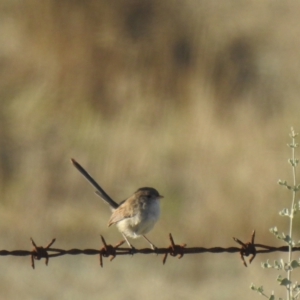 Malurus leucopterus at Wanganella, NSW - suppressed