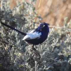 Malurus leucopterus at Wanganella, NSW - suppressed