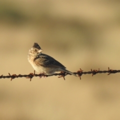 Mirafra javanica (Singing Bushlark) at Wanganella, NSW - 14 Nov 2020 by Liam.m