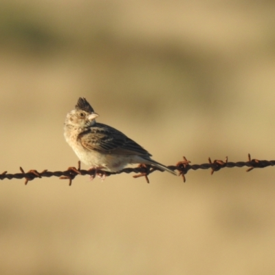 Mirafra javanica (Singing Bushlark) at Wanganella, NSW - 14 Nov 2020 by Liam.m