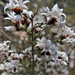 Cryptandra speciosa subsp. speciosa (Silky Cryptandra) at Gigerline Nature Reserve - 28 Aug 2021 by JohnBundock