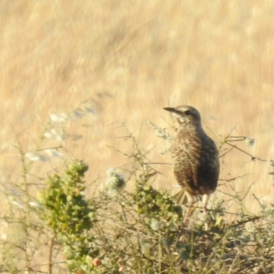 Cincloramphus cruralis (Brown Songlark) at Wanganella, NSW - 14 Nov 2020 by Liam.m