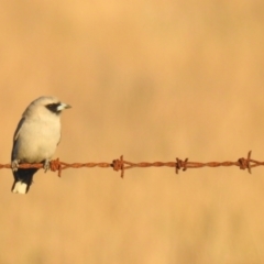 Artamus cinereus (Black-faced Woodswallow) at Wanganella, NSW - 14 Nov 2020 by Liam.m