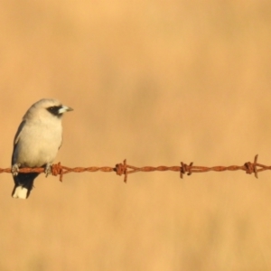 Artamus cinereus at Wanganella, NSW - 14 Nov 2020