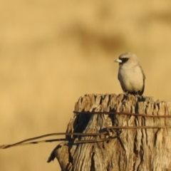 Artamus cinereus at Wanganella, NSW - 14 Nov 2020