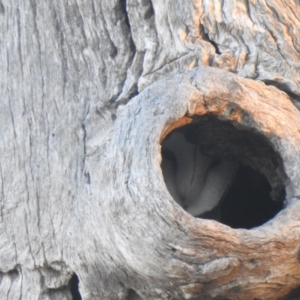 Tyto alba at Wanganella, NSW - suppressed