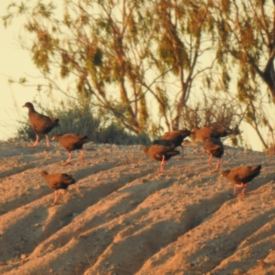 Tribonyx ventralis (Black-tailed Native-hen) at Wanganella, NSW - 14 Nov 2020 by Liam.m
