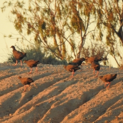 Tribonyx ventralis (Black-tailed Nativehen) at Wanganella, NSW - 14 Nov 2020 by Liam.m