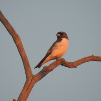 Artamus leucorynchus (White-breasted Woodswallow) at Wanganella, NSW - 14 Nov 2020 by Liam.m