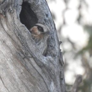 Aegotheles cristatus at Wanganella, NSW - suppressed