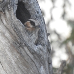 Aegotheles cristatus (Australian Owlet-nightjar) at Wanganella, NSW - 14 Nov 2020 by Liam.m