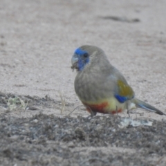 Northiella haematogaster (Greater Bluebonnet) at Wanganella, NSW - 14 Nov 2020 by Liam.m